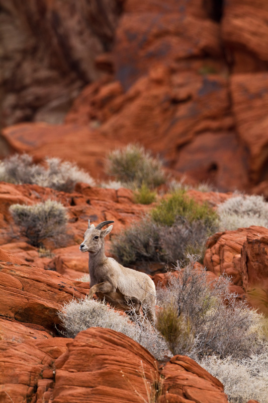 Bighorn On Slickrock